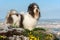 Cute Havanese dog on a rocky mountain, beneath a city