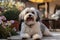 Cute Havanese dog sitting on the ground in the garden AI Generated