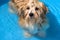 Cute havanese puppy is bathing in a blue water pool