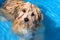 Cute havanese puppy is bathing in a blue water pool