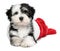 Cute Havanese puppy dog is lying in a Santa boots