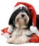 Cute havanese puppy dog with a Santa hat