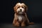 Cute havanese puppy dog is sitting frontal and looking at camera, isolated