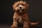 Cute havanese puppy dog is sitting frontal and looking at camera, isolated