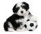 Cute havanese puppy dog with a soccer ball