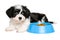 Cute Havanese puppy lying next to a blue food bowl