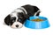 Cute Havanese puppy lying next to a blue food bowl