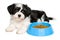 Cute Havanese puppy lying next to a blue food bowl
