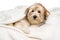 Cute Havanese puppy is lying on a white bedspread