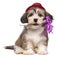 Cute havanese puppy with New Year`s trumpet and added red party hat