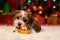 Cute Havanese puppy is playing with a Christmas ornament