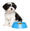 Cute Havanese puppy sitting next to a blue food bowl