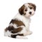 Cute Havanese puppy is sitting and photographed from behind
