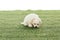 Cute Havanese puppy smelling grass