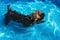 Cute havanese puppy is swimming in a blue outdoor pool