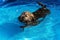 Cute havanese puppy is swimming in a blue outdoor pool