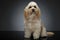 Cute havanese sitting in dark background studio