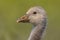 Cute Head of Greylag goose chick