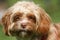 A cute head shot of a young Cavapoo dog. The breed is also commonly known by the names Poodle x King Charles Cavalier Spaniel, Cav