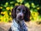 Cute headshot of springer spaniel / cocker spaniel cross puppy. Sprocker