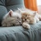 Cute and healthy kittens pose together