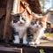 Cute and healthy kittens pose together