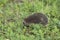 Cute hedgehog in garden hiding in grass