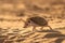 Cute hedgehog goes on the sand.