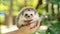 Cute hedgehog held in gentle hands against softly blurred background, heartwarming animal care