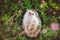 Cute hedgehog lying in summer green grass on its back