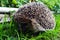 Cute hedgehog running on the green grass