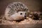 A cute hedgehog sits on the ground.