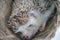 Cute hedgehog sleep in basket