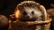 Cute hedgehog, small and fluffy, looking at camera outdoors generated by AI