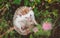 Cute hedgehog trying to touch a flower on the clover meadow