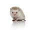 Cute hedgehog walking on white background in studio