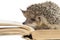Cute hedgehogs read book isolate white