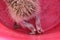 Cute heels of hedgehog with needles in pink bucket