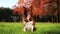 Cute herding dog sitting on lash, green meadow, surrounded by colorful trees