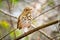 Cute Hermit Thrush bird close up portrait