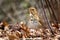 Cute Hermit Thrush bird close up portrait