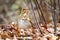 Cute Hermit Thrush bird close up portrait