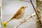 Cute Hermit Thrush bird close up portrait