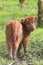 Cute Highland calf looking back