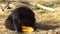 Cute himalayan black bear cub is eating melon. Primorsky Safari Park, Russia
