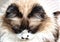 cute himalayan cat