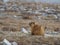 The Cute Himalayan or golden marmot