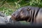 Cute hippo muzzle close-up, eyes on a background of greenery. pygmy hippo hippopotamus  is a cute little hippo