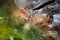 Cute hippopotamus swimming in water pond with one eye closing in close up.