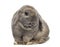 Cute Holland Lop rabbit